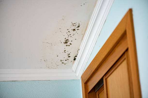 Best Black Mold Remediation in Pioneer, CA