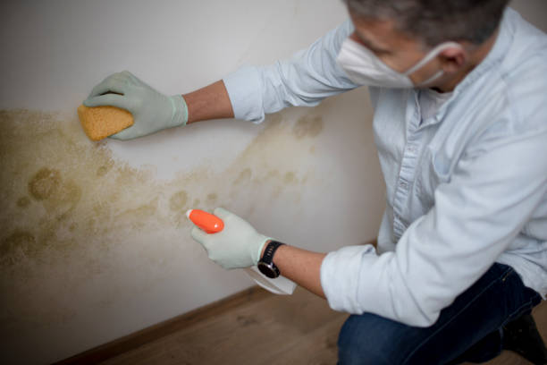 Best Industrial Mold Remediation in Pioneer, CA