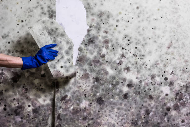 Best Kitchen Mold Remediation in Pioneer, CA